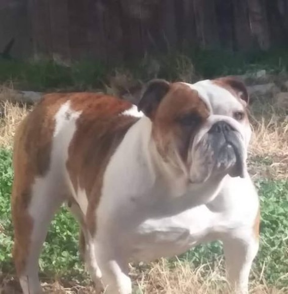 Meet your Posher, Christopher - Picture 1 of 1